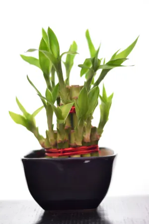 2 Layer Lucky Bamboo With Small Ceramic Pot Black