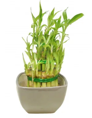 3 Layer Lucky Bamboo With Grey Ceramic Pot